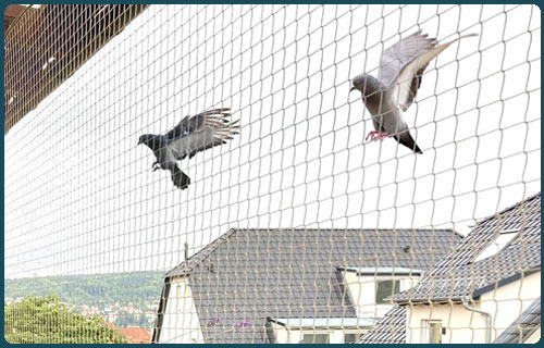 Kuş Filesi - Kuşkonmaz Filesi